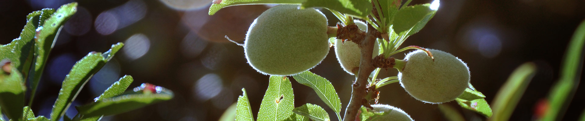 slider-almonds